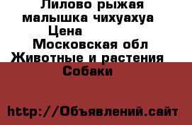 Лилово рыжая малышка чихуахуа › Цена ­ 30 000 - Московская обл. Животные и растения » Собаки   